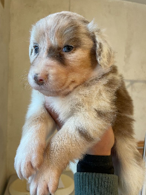 Les chiots de Berger Australien