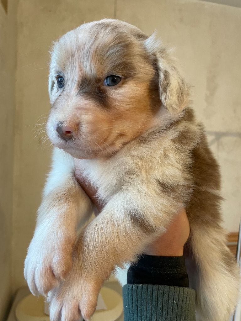 Berger Australien - (Sans Affixe)