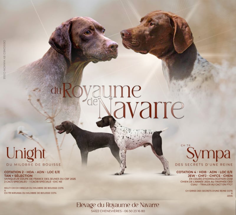 Braque français, type Pyrenees (petite taille) - Du Royaume De Navarre