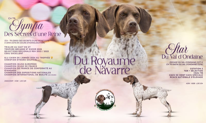 Braque français, type Pyrenees (petite taille) - Du Royaume De Navarre