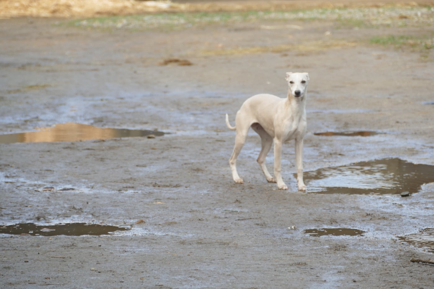 Au top Des Terres De Pag
