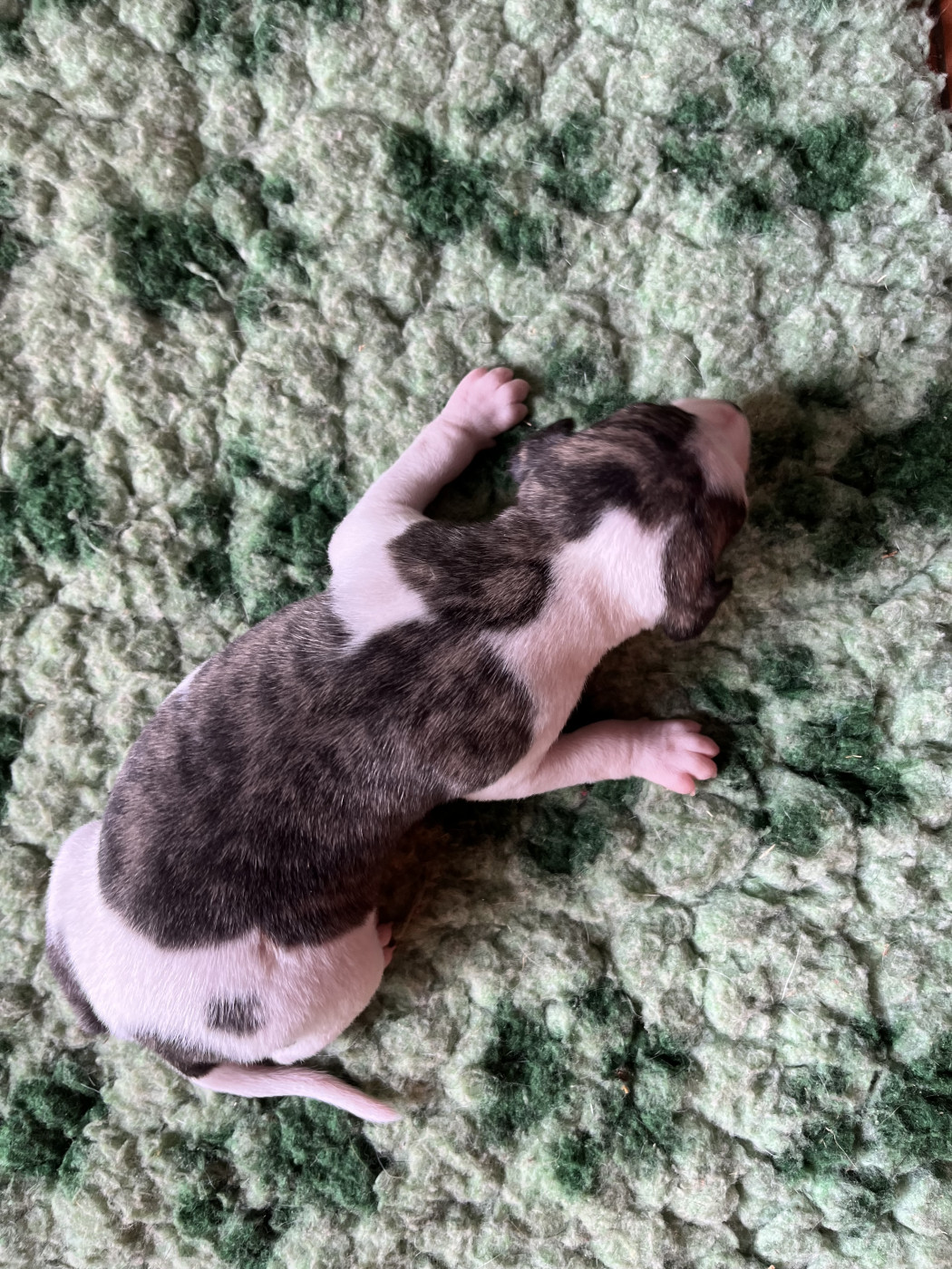 B - Whippet
