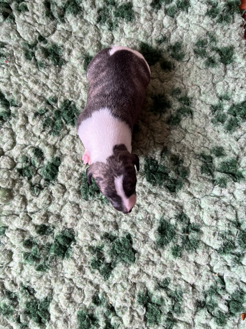 B - Whippet