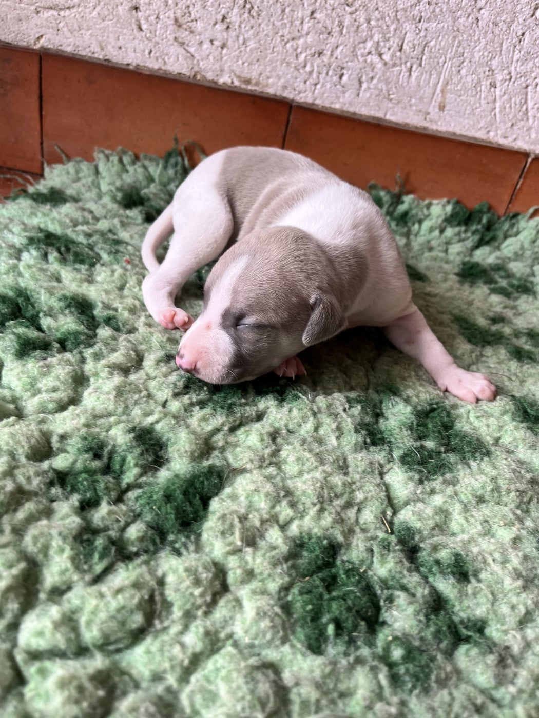 B - Whippet