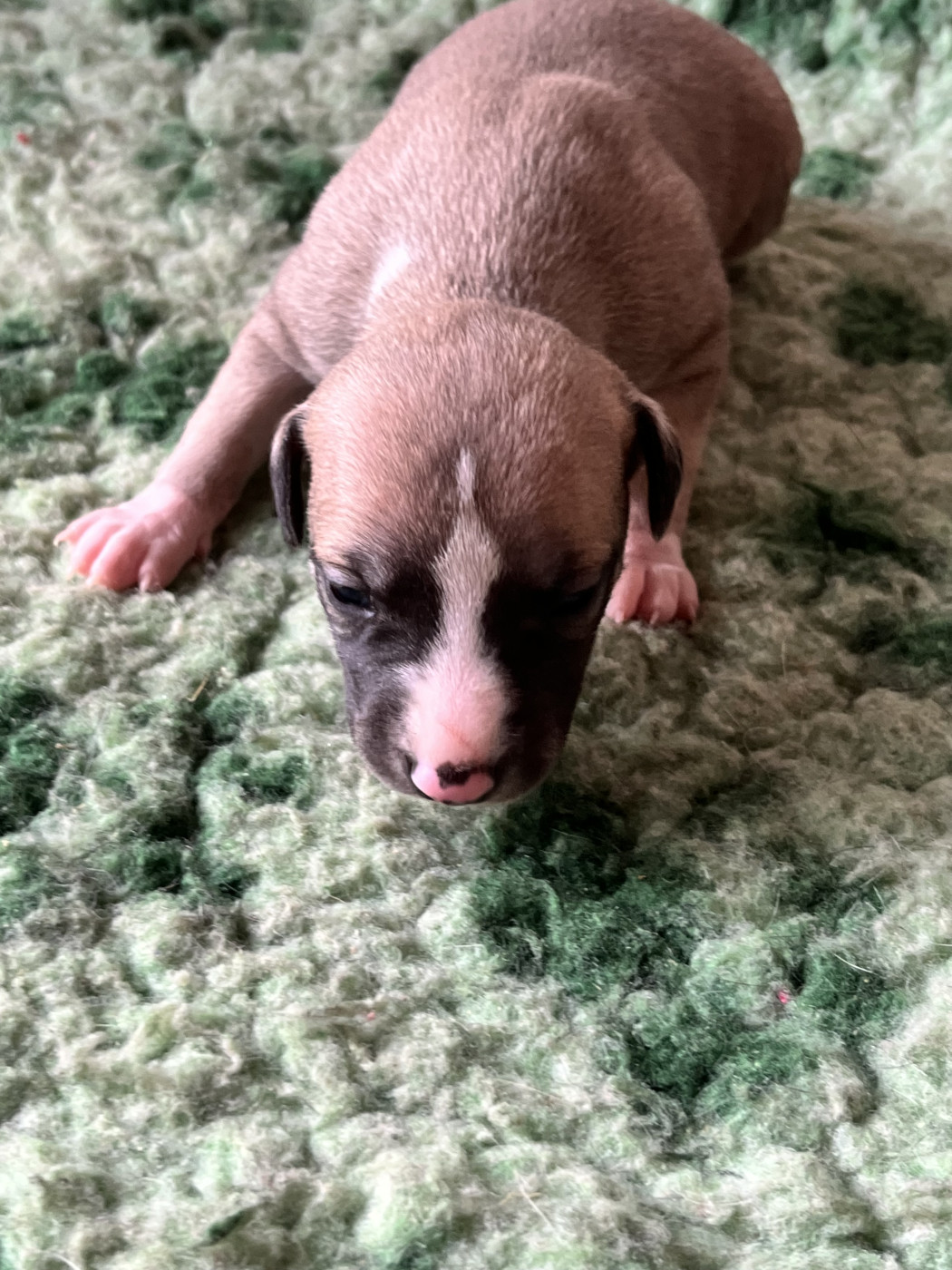 B - Whippet