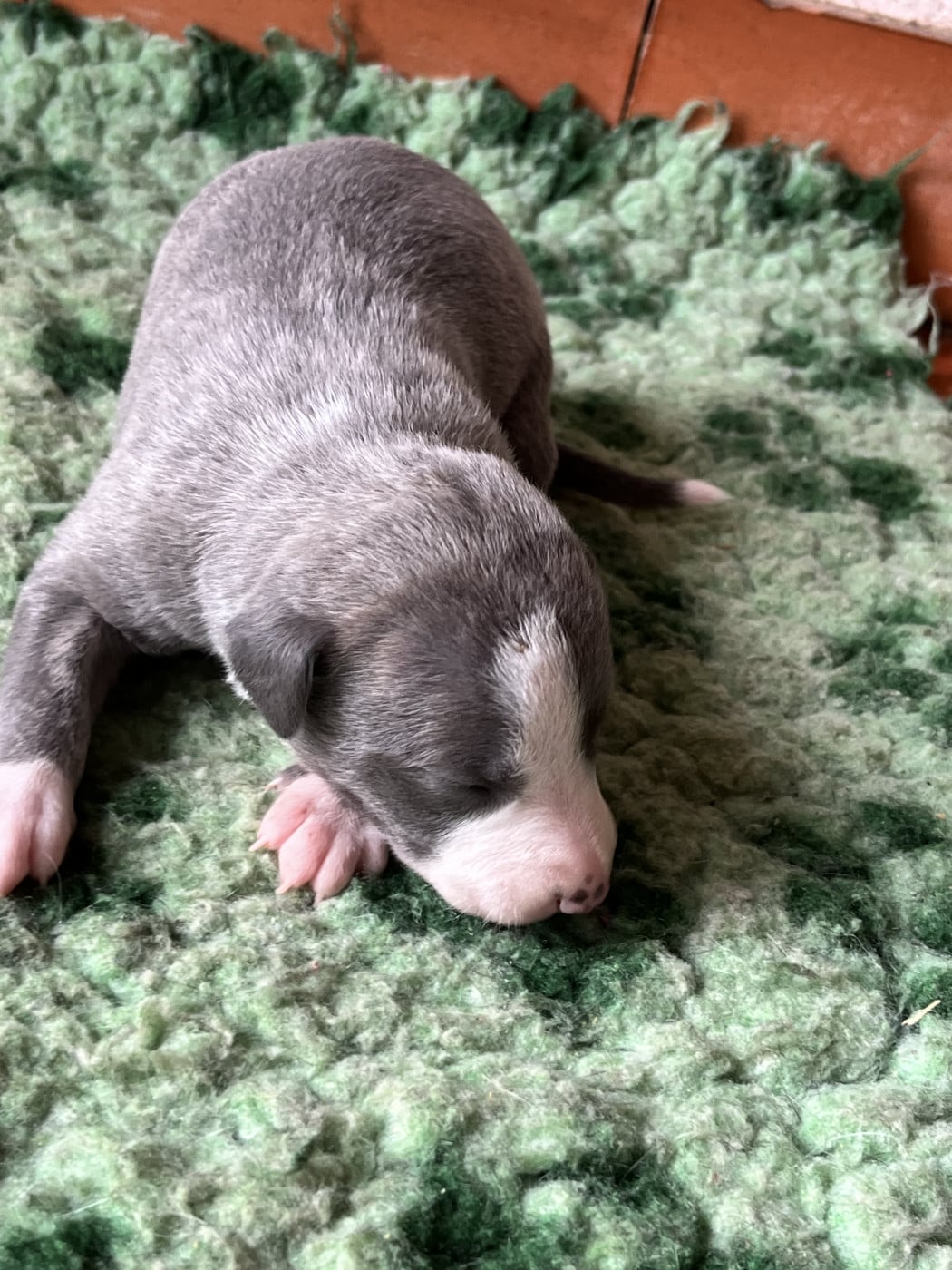 B - Whippet