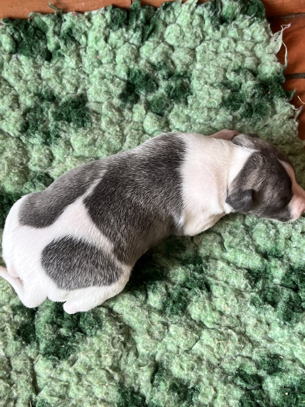B - Whippet