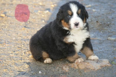 Les chiots de Bouvier Bernois