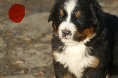 Les chiots de Bouvier Bernois