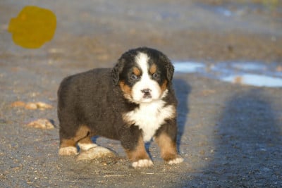 Les chiots de Bouvier Bernois