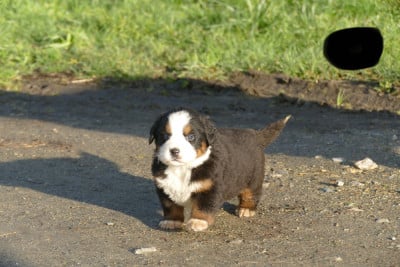 Les chiots de Bouvier Bernois