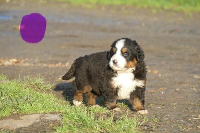 Les chiots de Bouvier Bernois