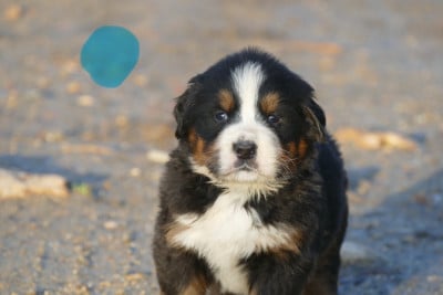 Les chiots de Bouvier Bernois