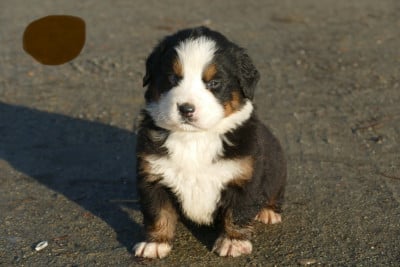 Les chiots de Bouvier Bernois
