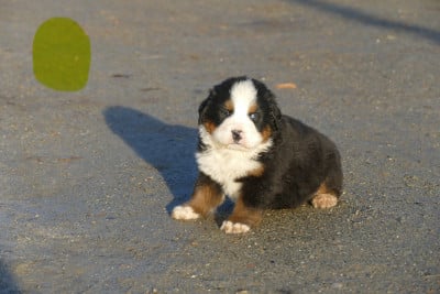 Les chiots de Bouvier Bernois