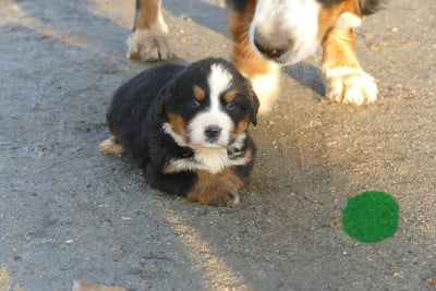 Les chiots de Bouvier Bernois
