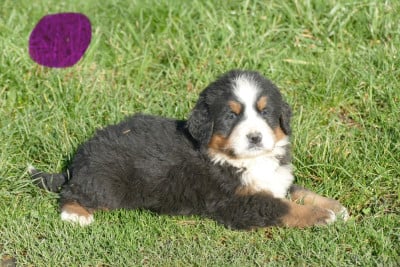 Les chiots de Bouvier Bernois