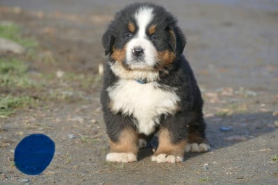 Les chiots de Bouvier Bernois