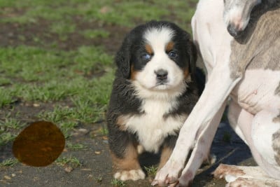 Les chiots de Bouvier Bernois