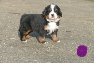 Les chiots de Bouvier Bernois