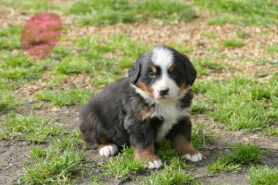 Les chiots de Bouvier Bernois