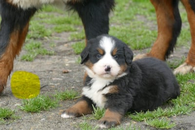 Les chiots de Bouvier Bernois