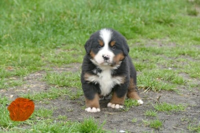 Les chiots de Bouvier Bernois