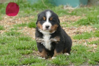 Les chiots de Bouvier Bernois
