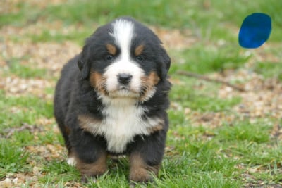 Les chiots de Bouvier Bernois