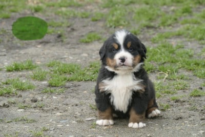 Les chiots de Bouvier Bernois