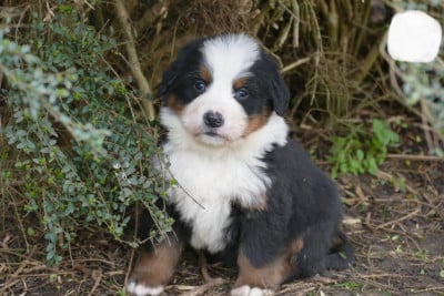 Les chiots de Bouvier Bernois