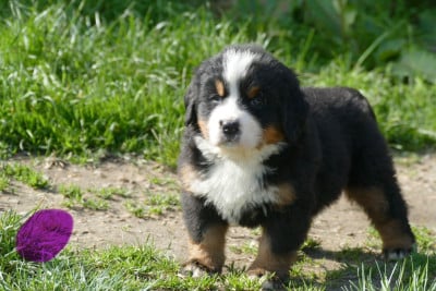 Les chiots de Bouvier Bernois