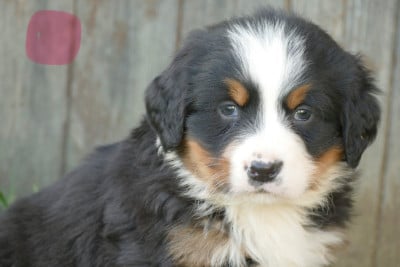Les chiots de Bouvier Bernois