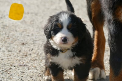 Les chiots de Bouvier Bernois