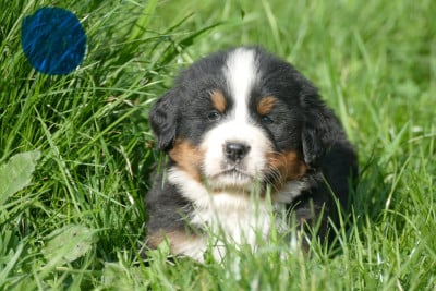 Les chiots de Bouvier Bernois
