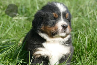Les chiots de Bouvier Bernois