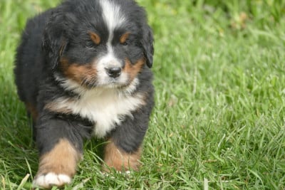 Les chiots de Bouvier Bernois