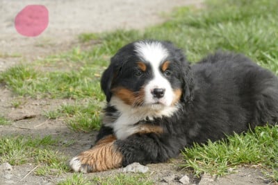 Les chiots de Bouvier Bernois