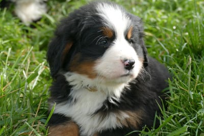 Les chiots de Bouvier Bernois