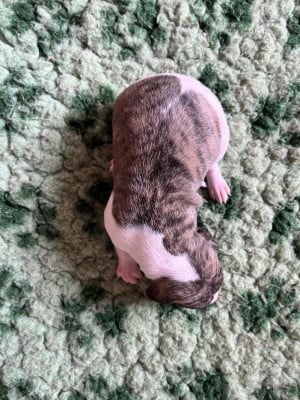 Les chiots de Whippet