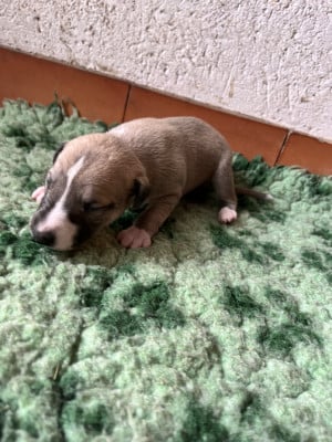 Les chiots de Whippet