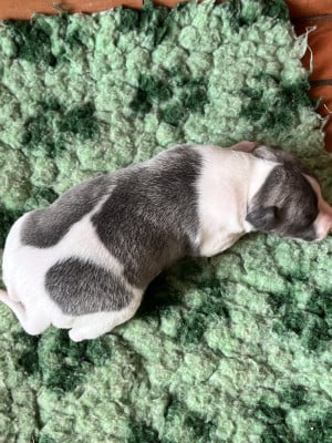 Les chiots de Whippet
