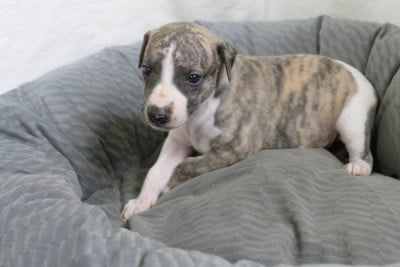 Les chiots de Whippet