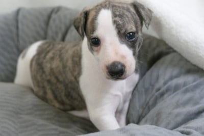 Les chiots de Whippet