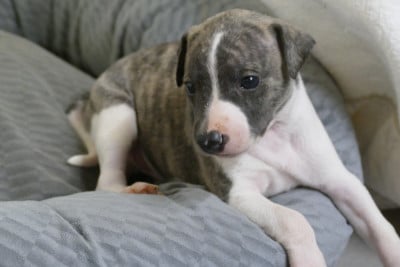 Les chiots de Whippet