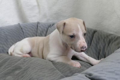 Les chiots de Whippet