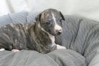 Les chiots de Whippet