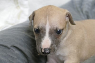 Les chiots de Whippet