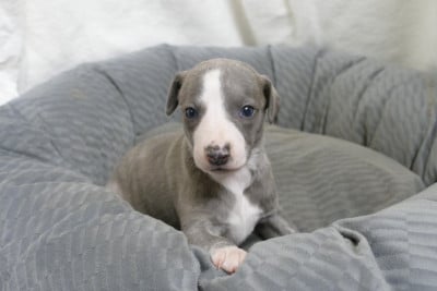 Les chiots de Whippet