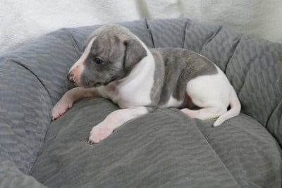 Les chiots de Whippet